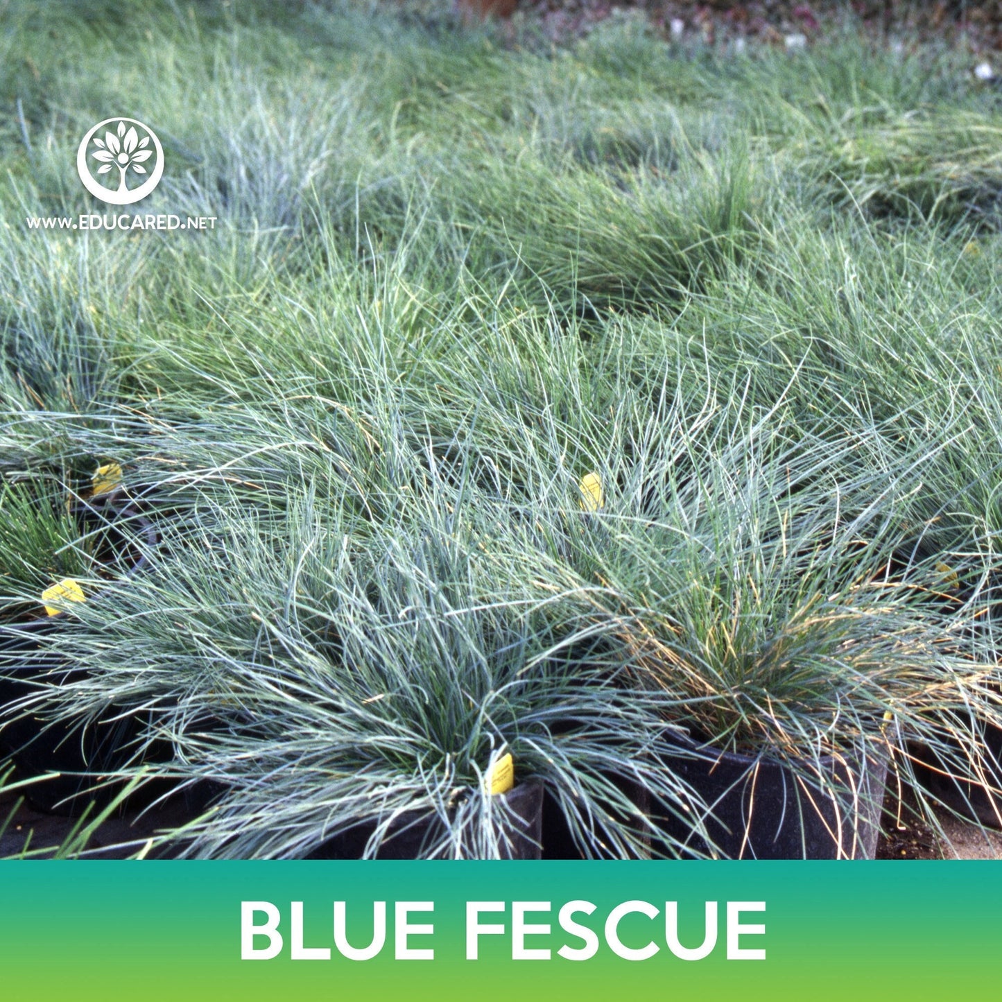 Blue Fescue Grass Seeds