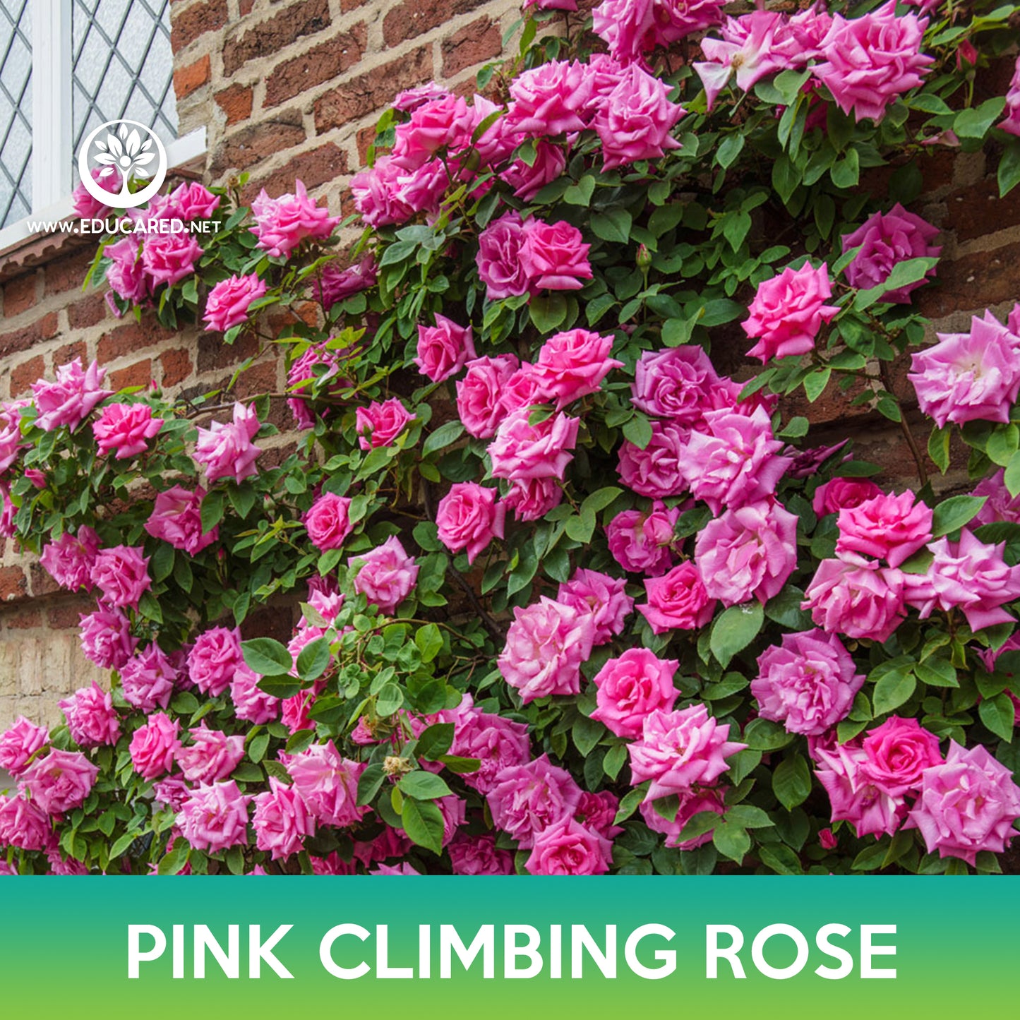 Pink Climbing Rose Seeds