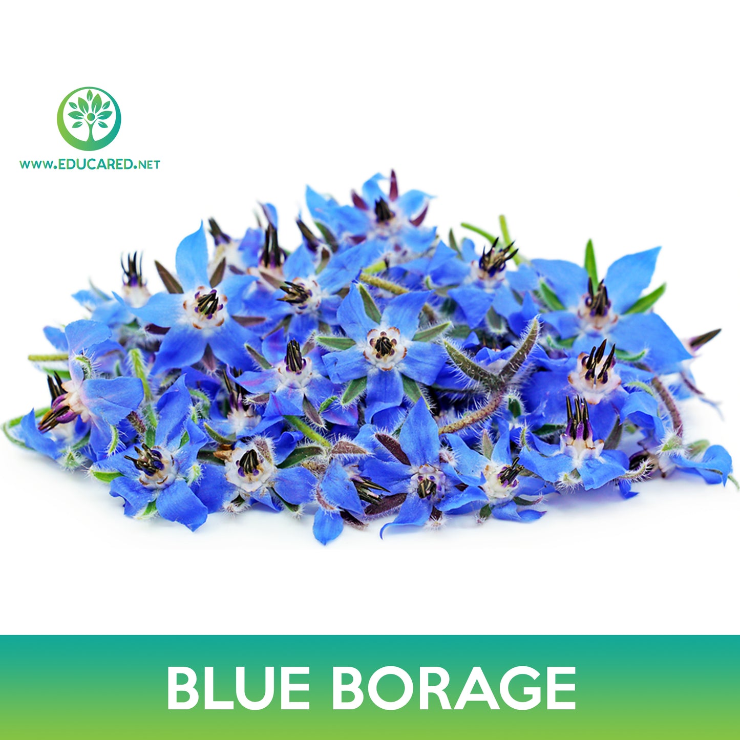 Blue Borage Seeds