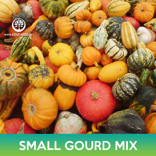 Small Gourd Mix Seeds