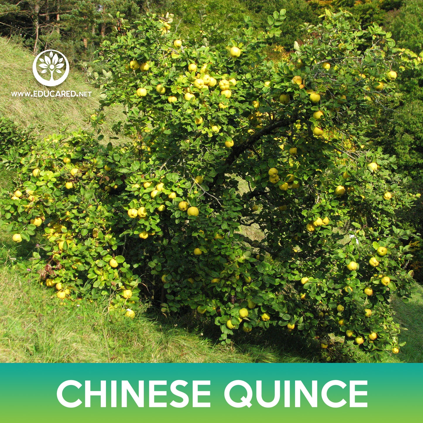 Chinese Quince Tree Seeds
