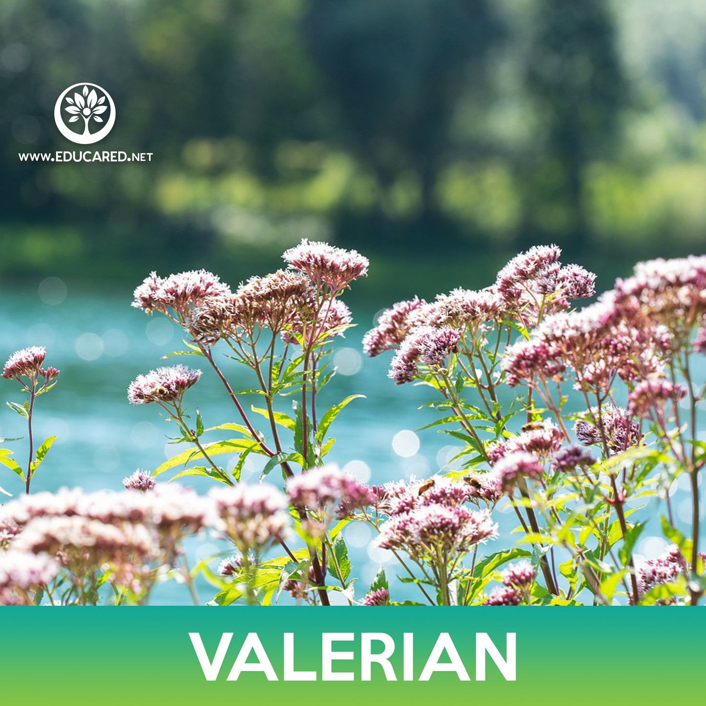 Valerian Seeds