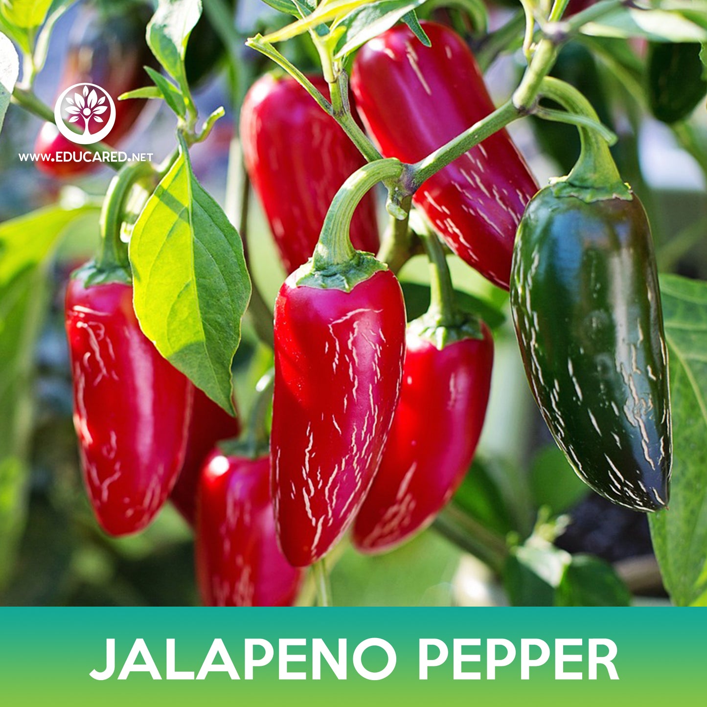 Jalapeno Pepper Seeds