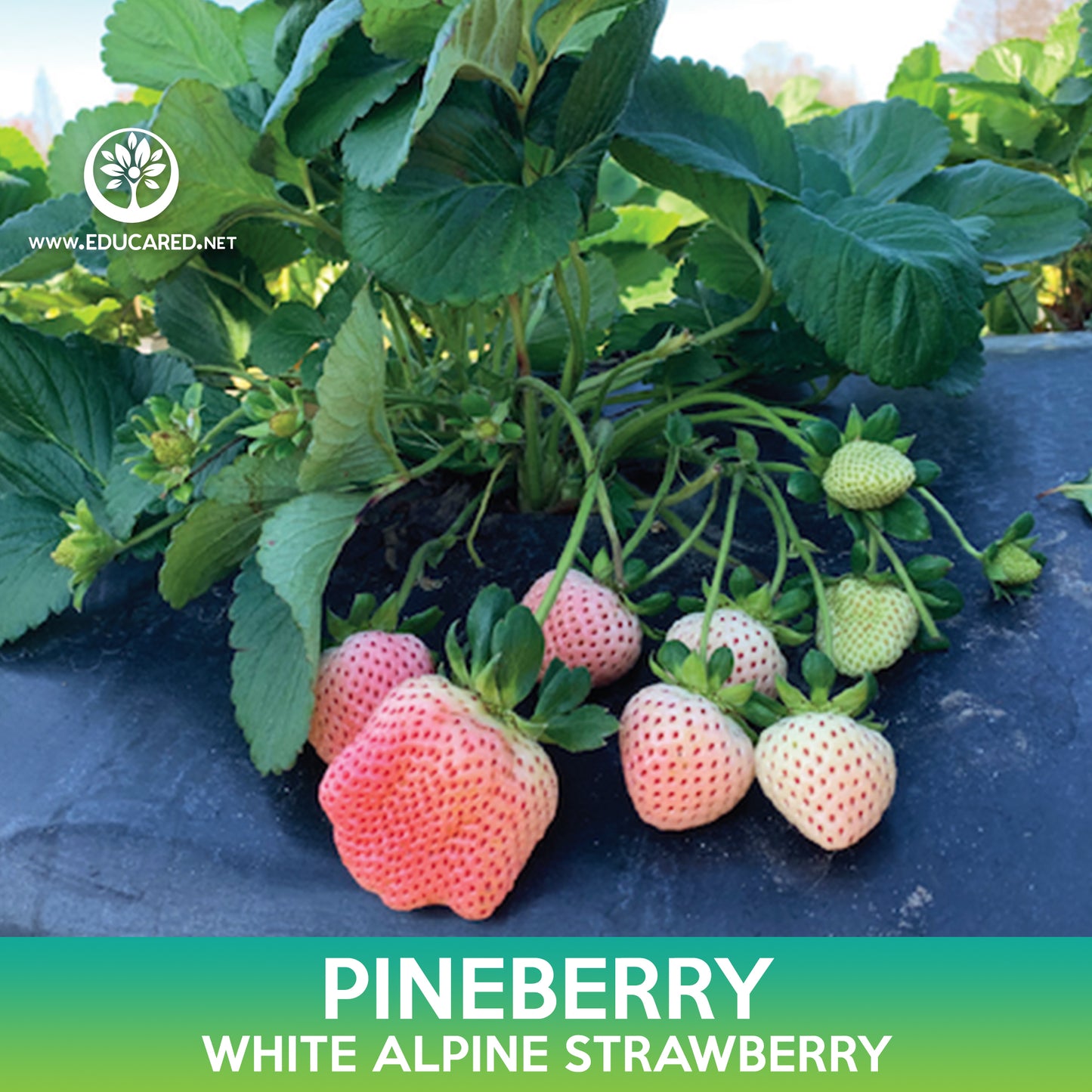 Pineberry Seeds, White Alpine Strawberry