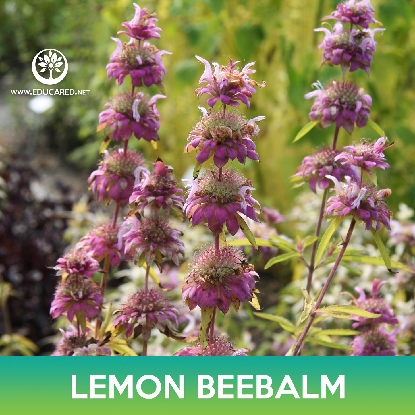 Lemon Beebalm Seeds, Lemon Mint