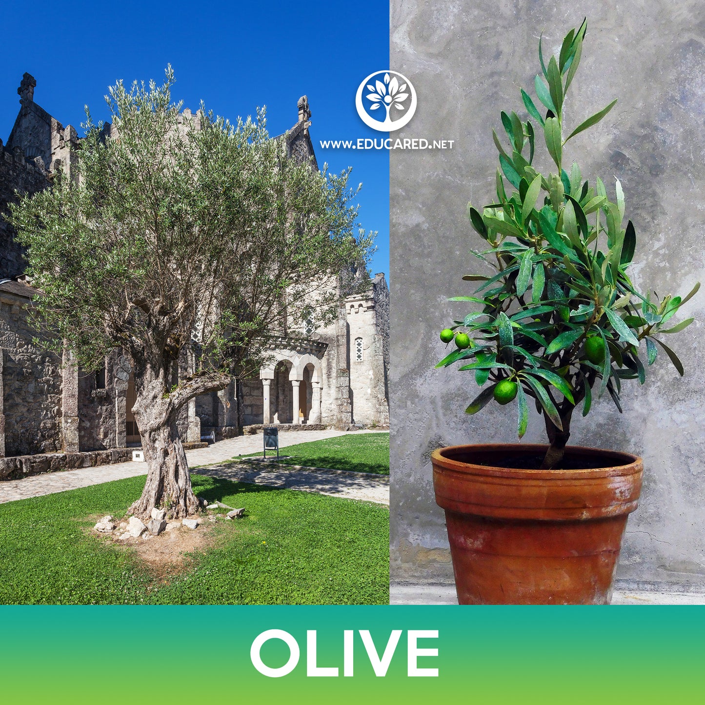 Olive Tree Seeds