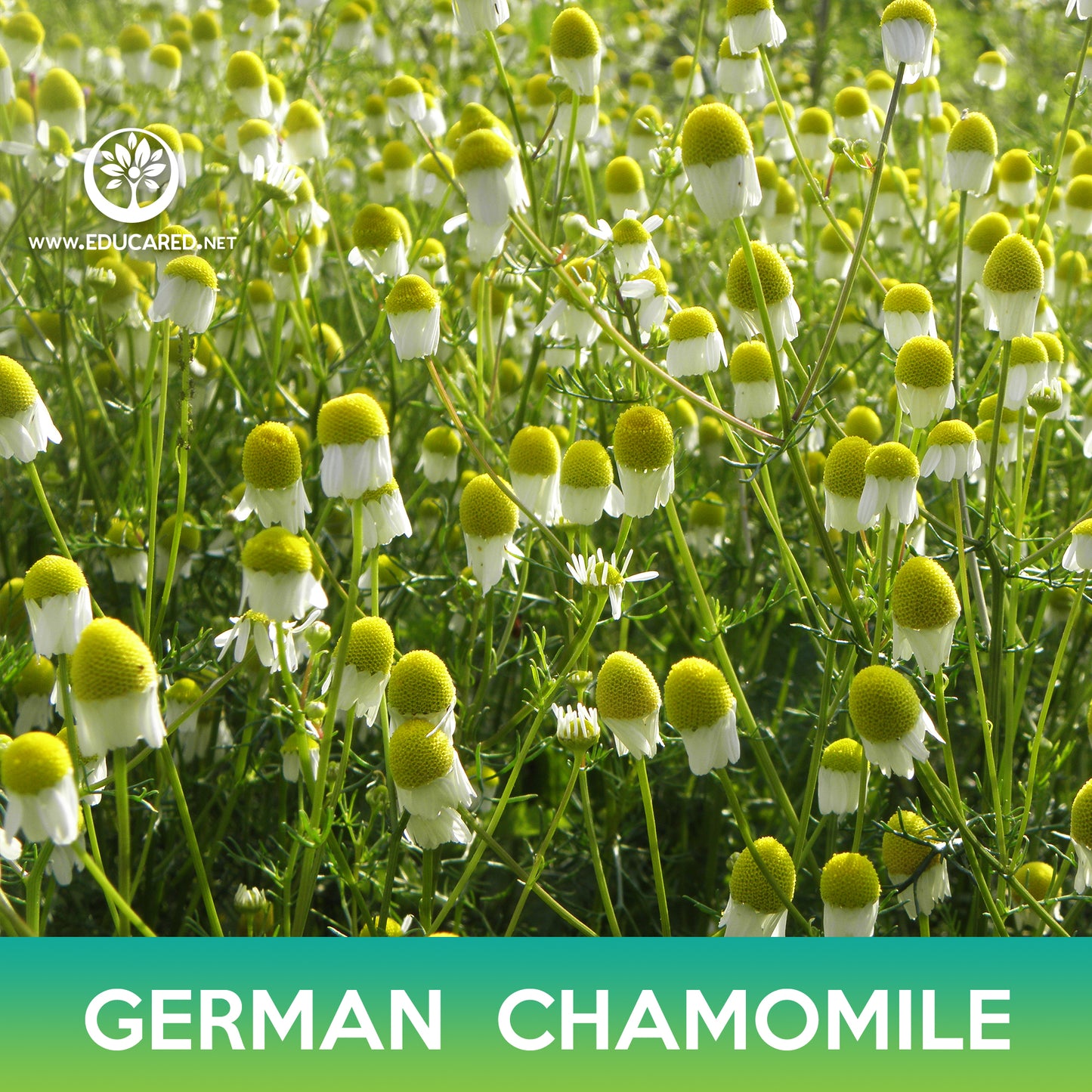 German Chamomile Flower Seeds, Matricaria recutita