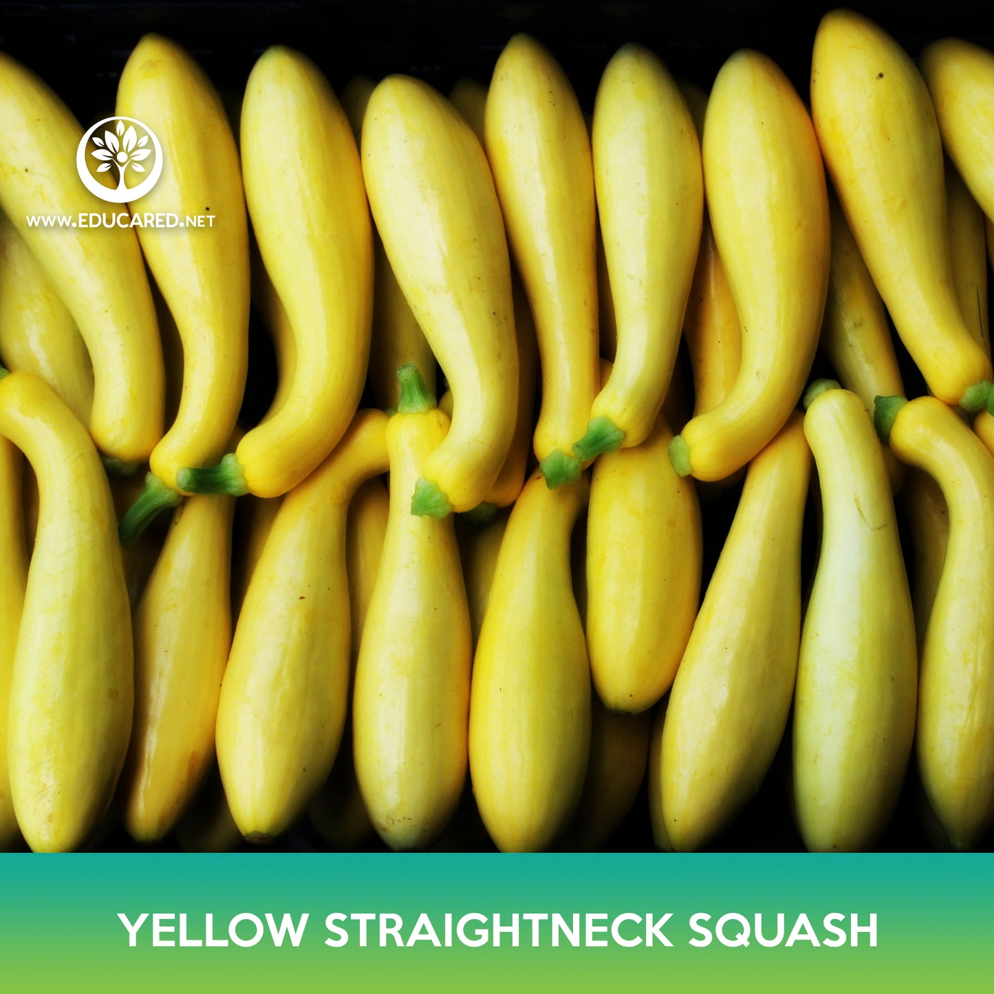 Yellow Straightneck Squash Seeds