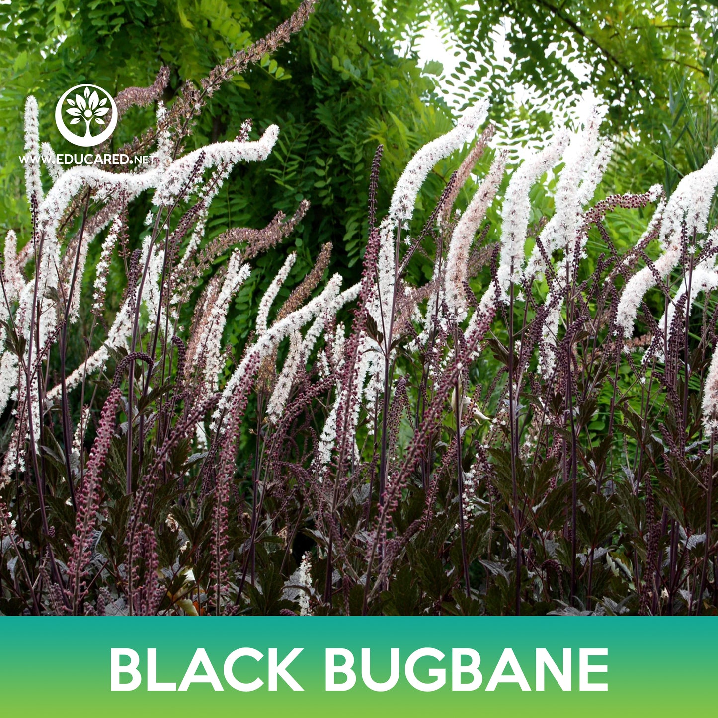 Black Bugbane Seeds, Cimicifuga Ramosa Atropurpurea