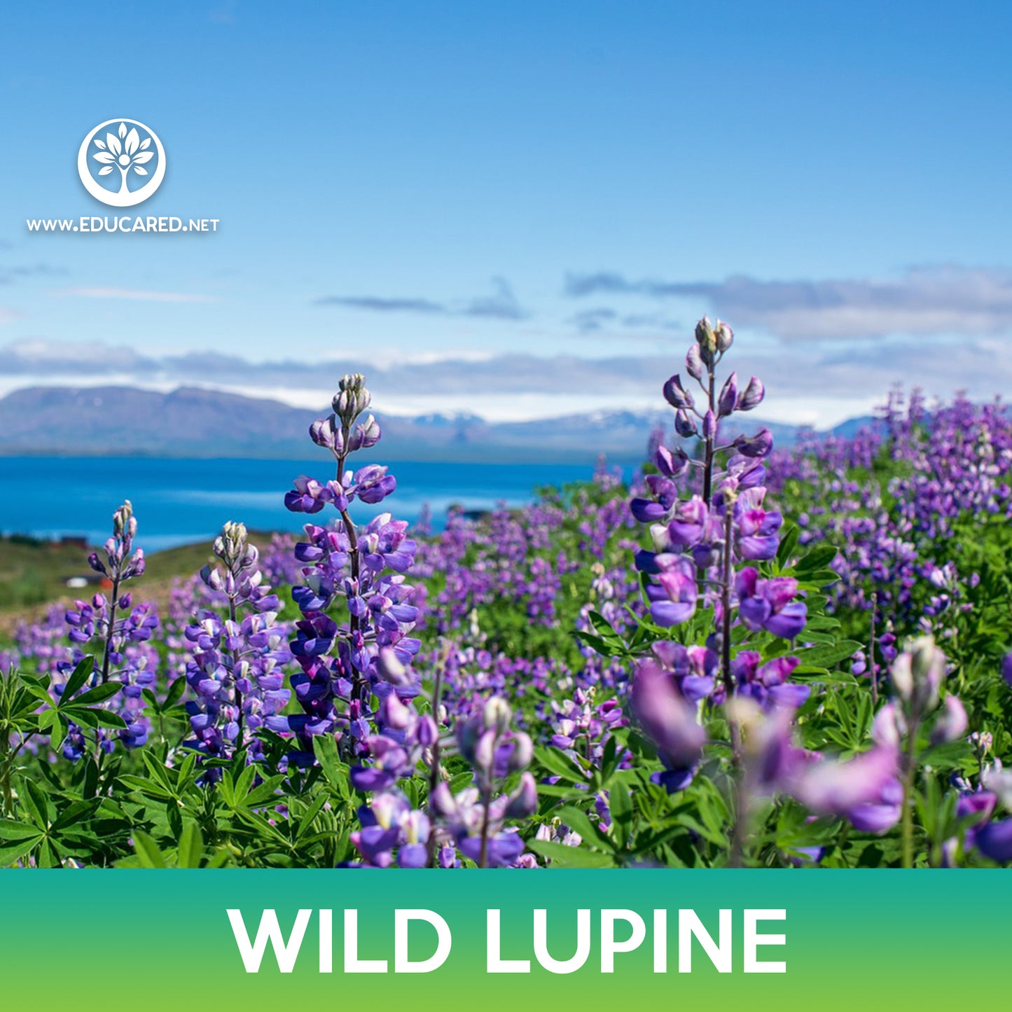 Wild Lupine Flower Seeds