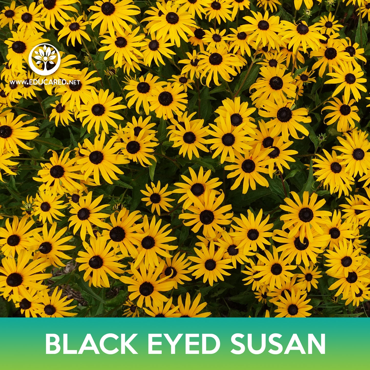 Black-Eyed Susan Seeds