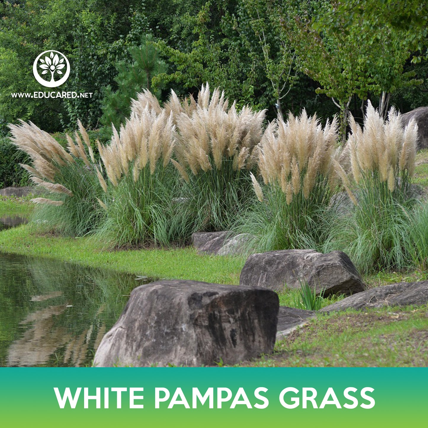 White Pampas Grass Seeds