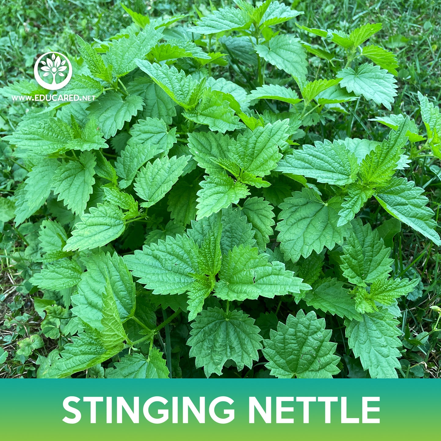 Stinging Nettle Seed, Urtica dioica
