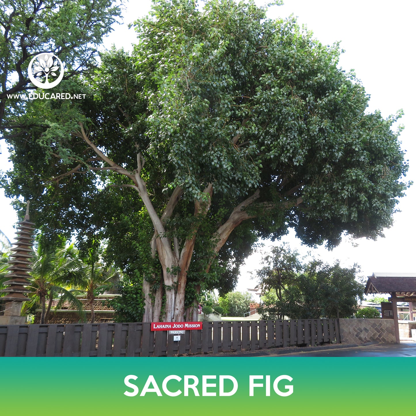 Sacred Fig Tree Seeds, Bodhi Tree