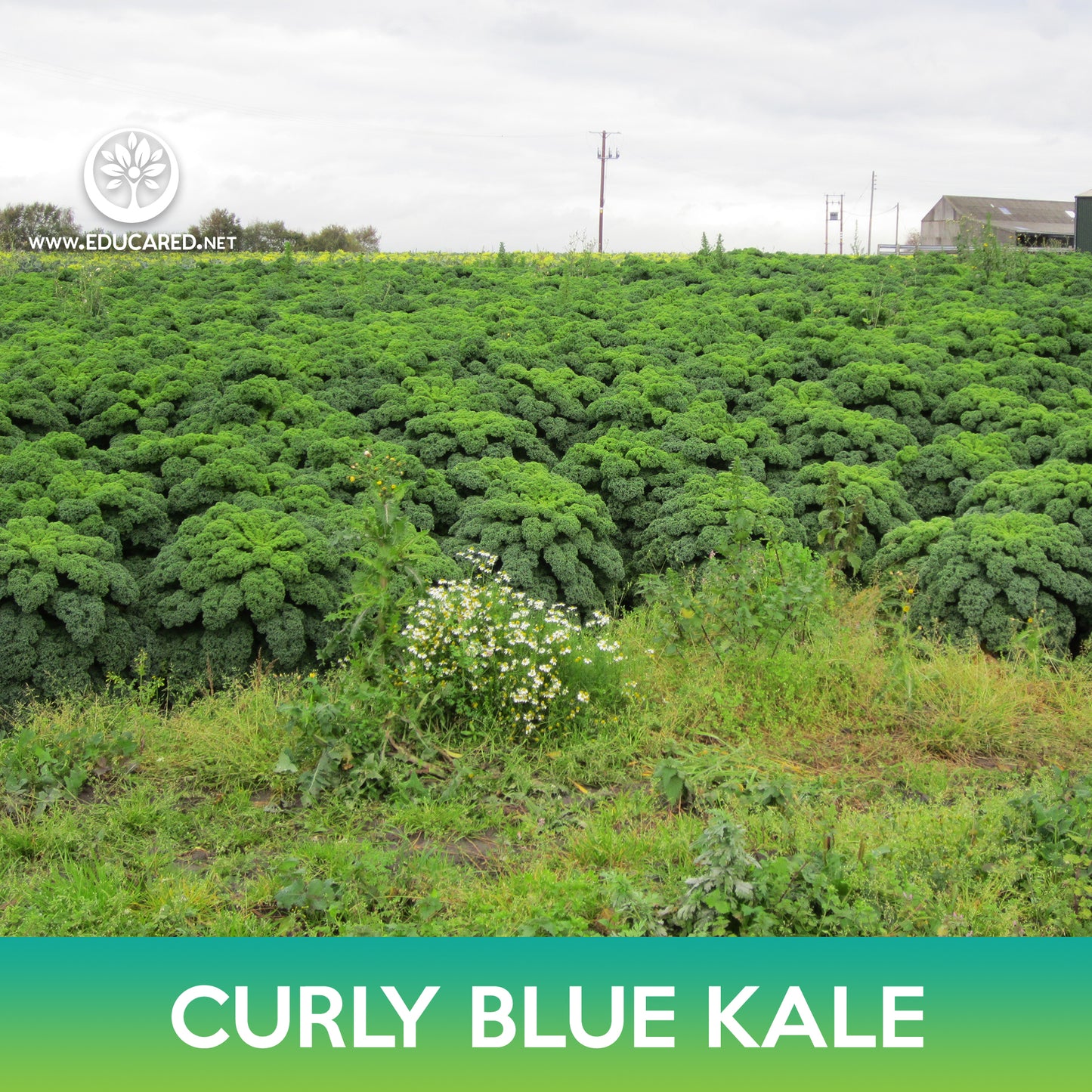 Curly Blue Kale Seeds