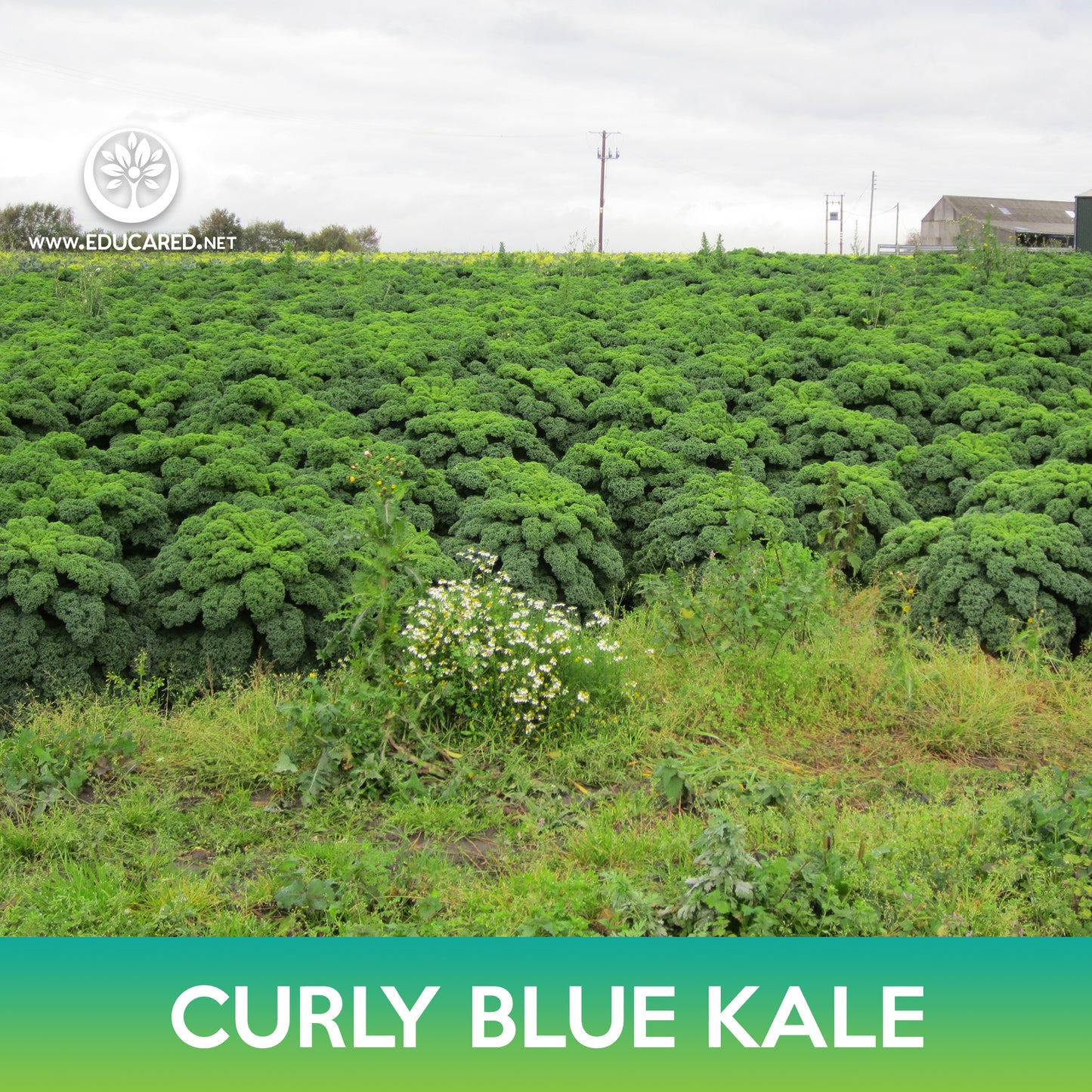 Curly Blue Kale Seeds, Brassica oleracea var sabellica