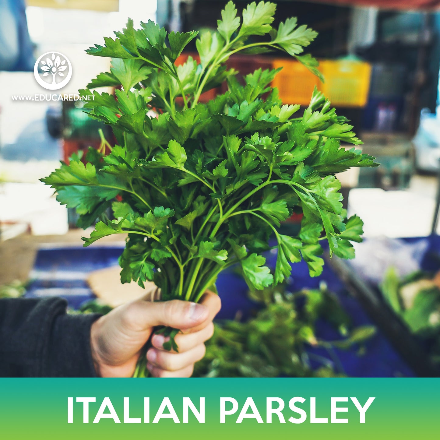 Italian Plain Leaf Parsley Seeds