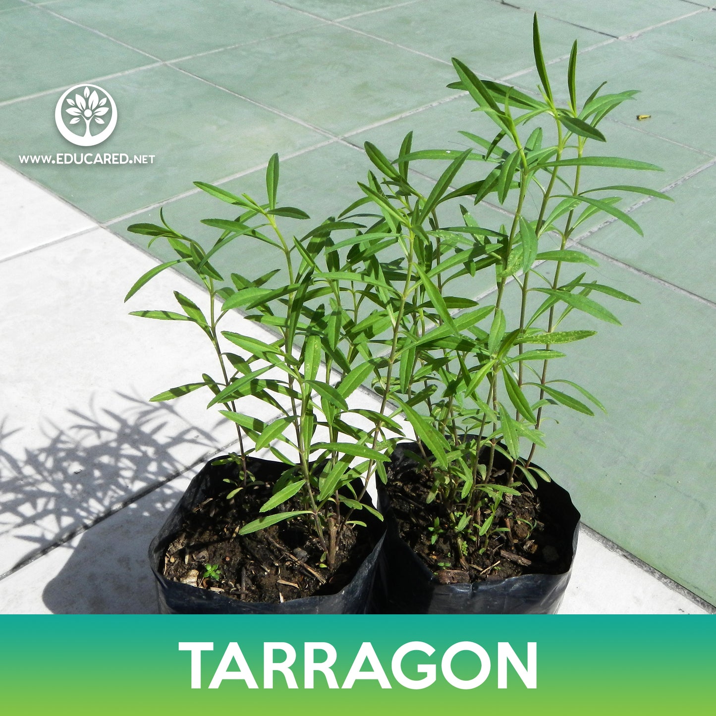 Tarragon Seeds