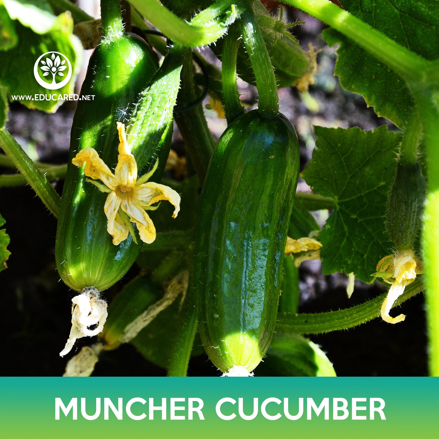 Muncher Cucumber Seeds