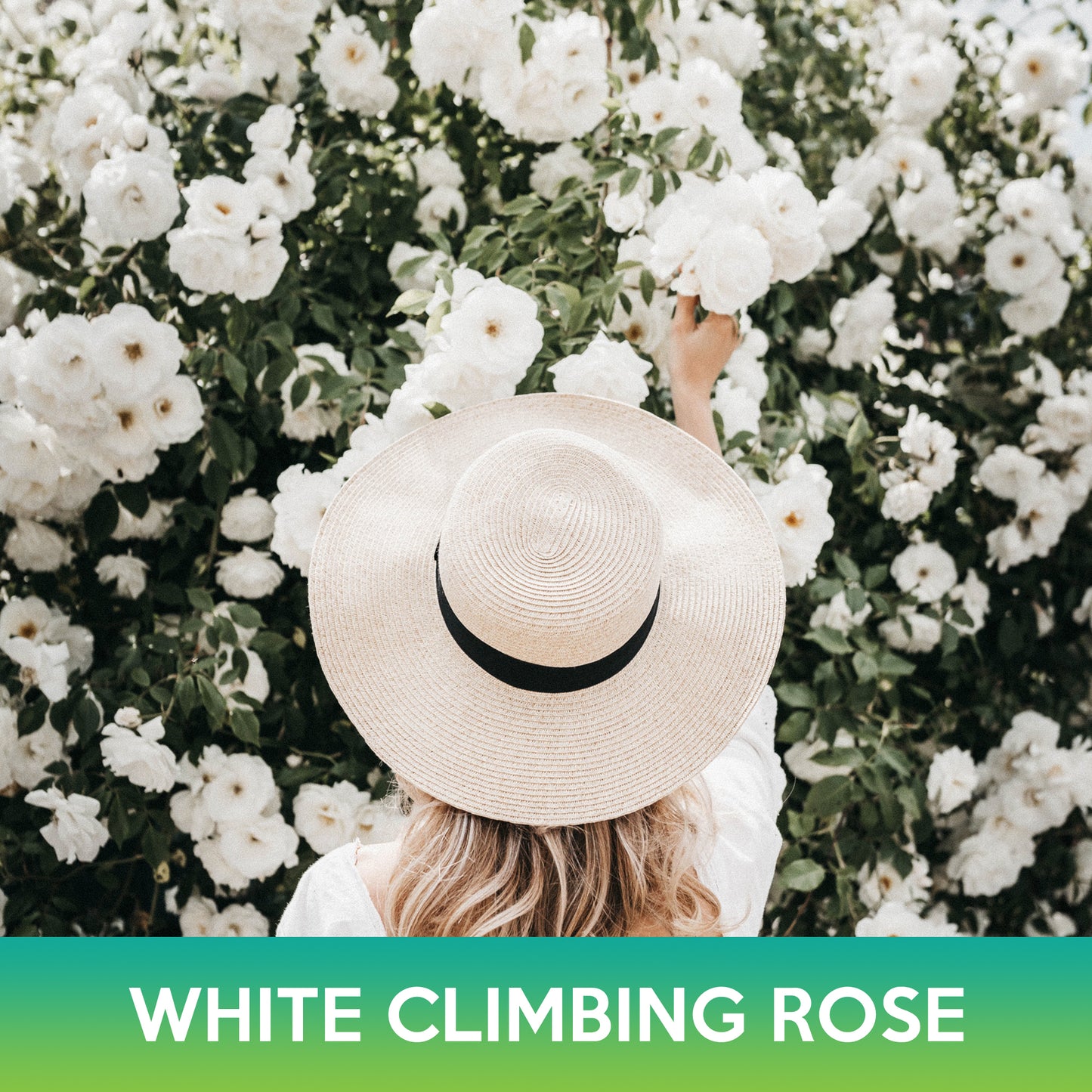 White Climbing Rose Seeds