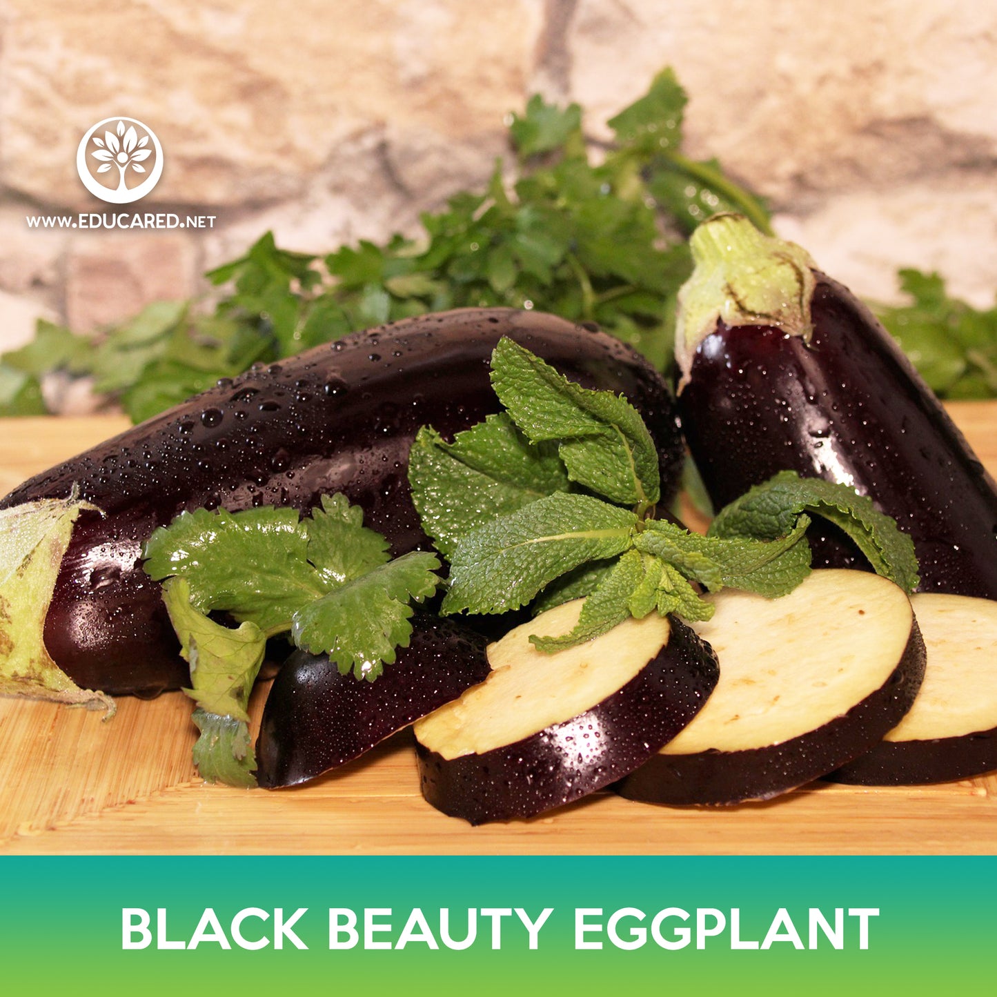 Black Beauty Eggplant Seed