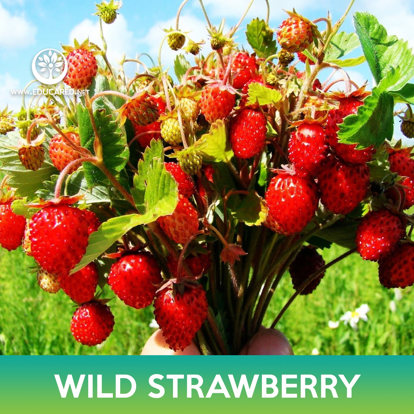 Wild Strawberry Seeds, Alexandria Alpine Strawberry