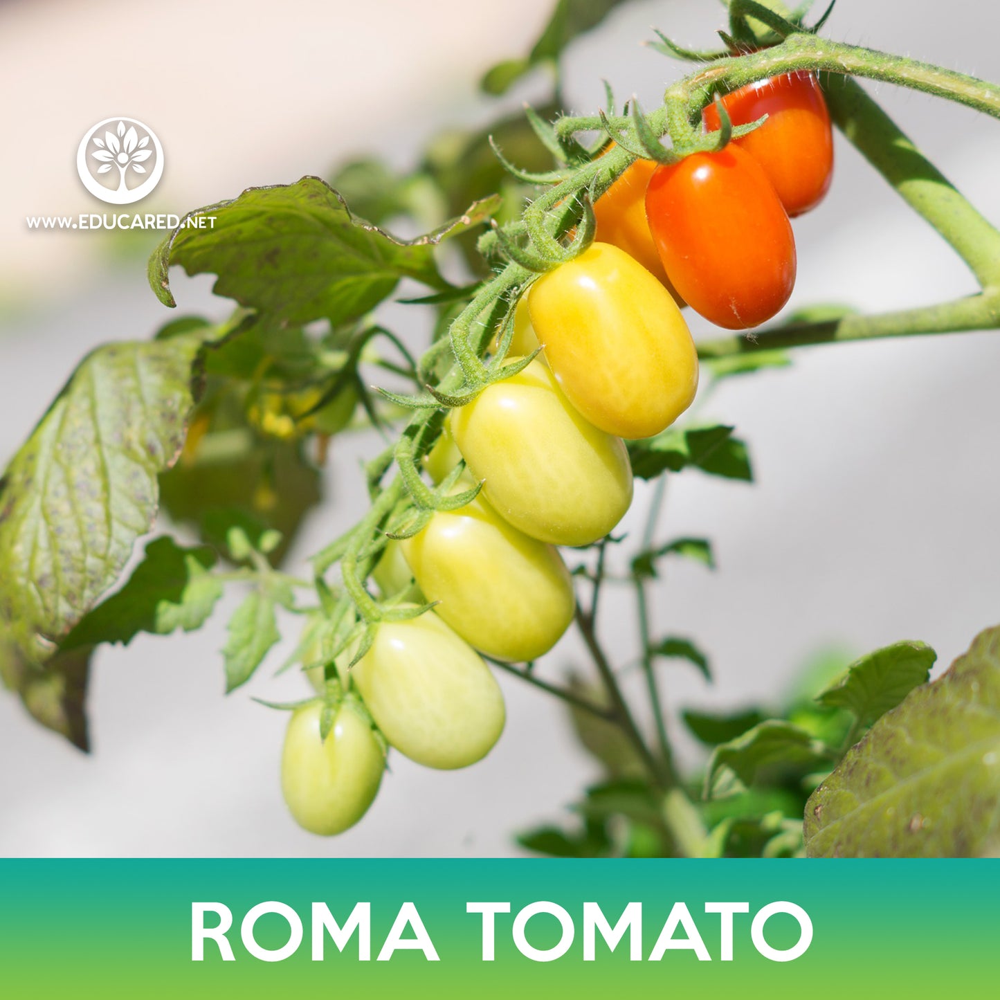 Roma Tomato Seeds