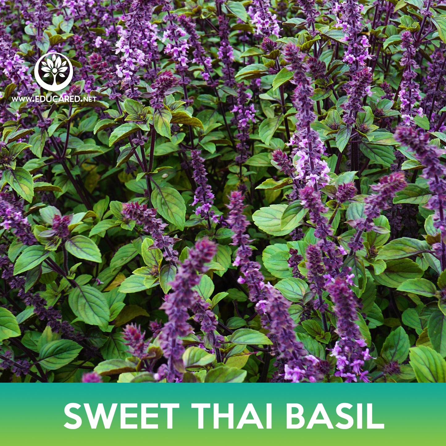 Sweet Thai Basil Seeds