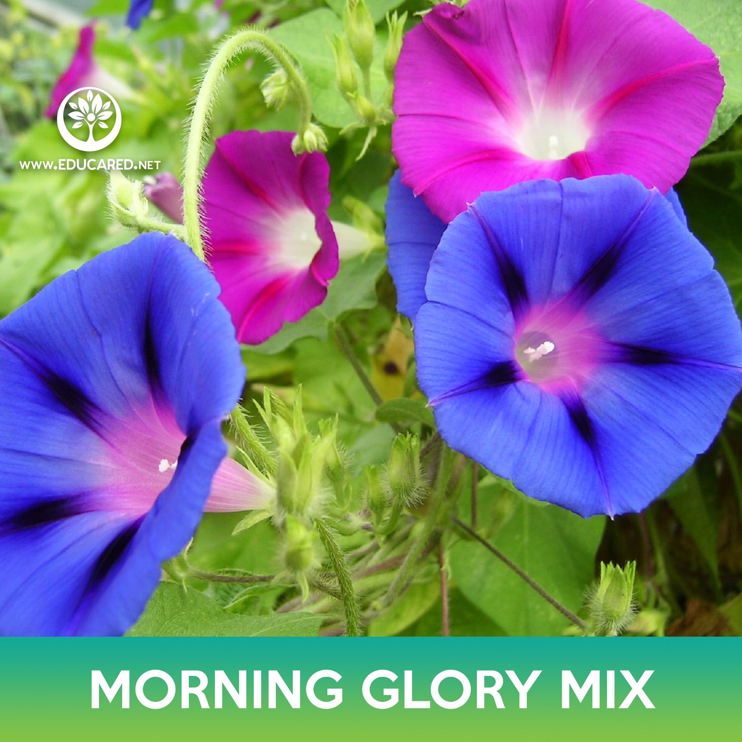 Morning Glory Mix Seeds