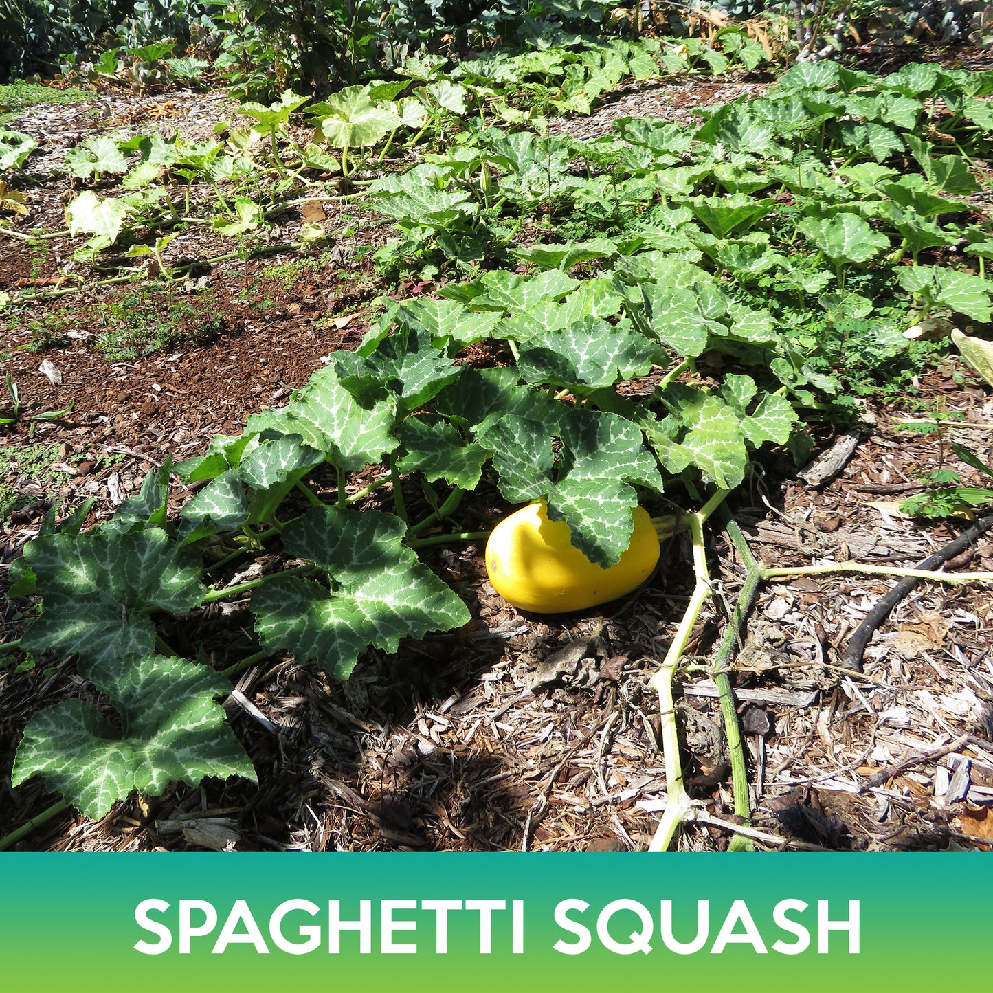 Spaghetti Squash Seeds