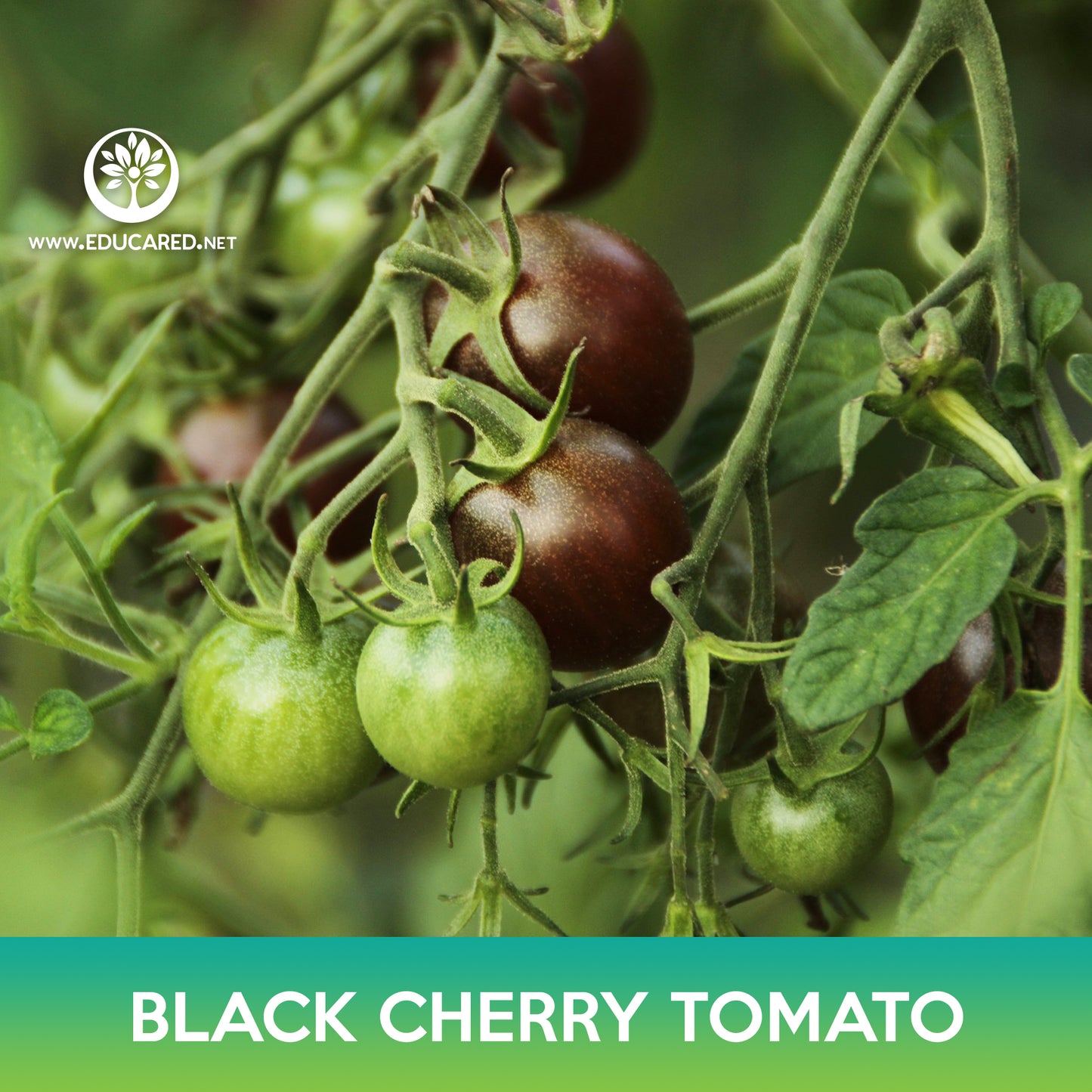 Black Cherry Tomato Seeds