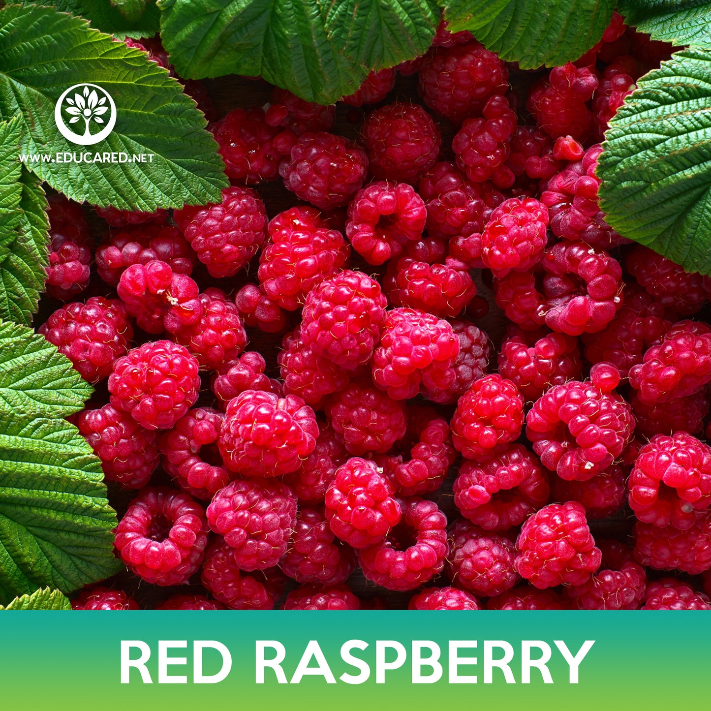 Red Raspberry Seeds