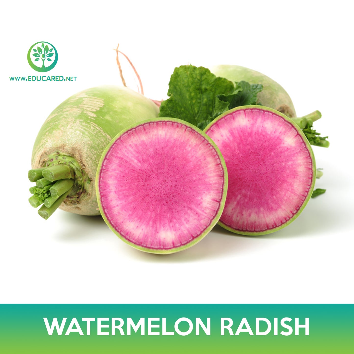 Watermelon Radish Seeds