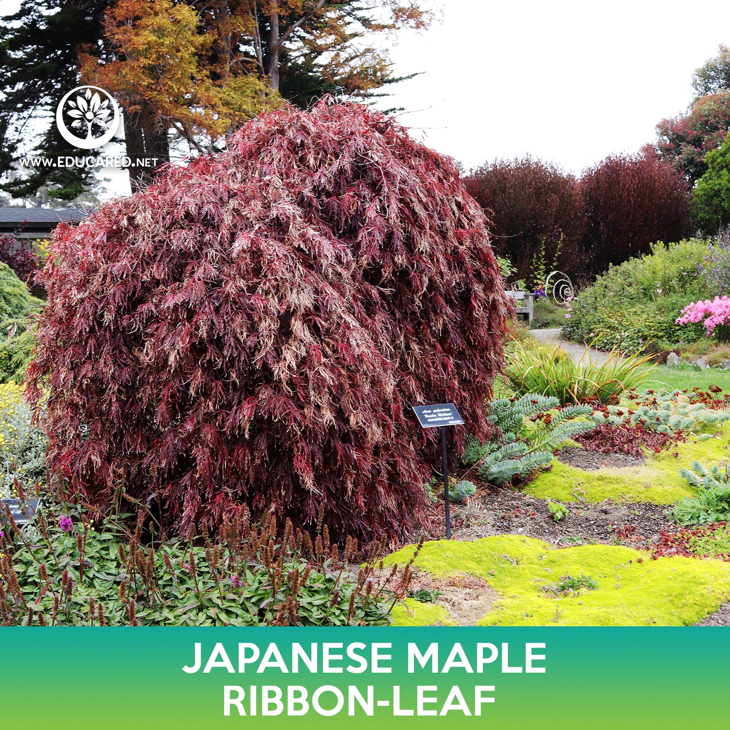 Ribbon Leaf Japanese Maple Seeds