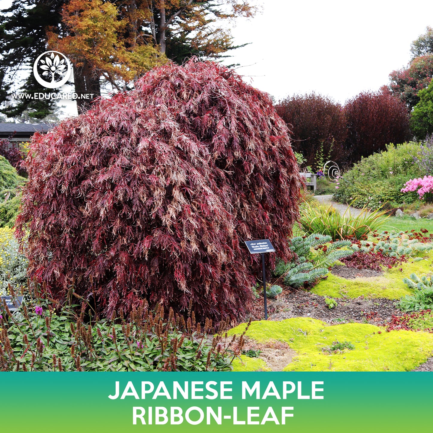Ribbon Leaf Japanese Maple Seeds, Acer palmatum atrolineare