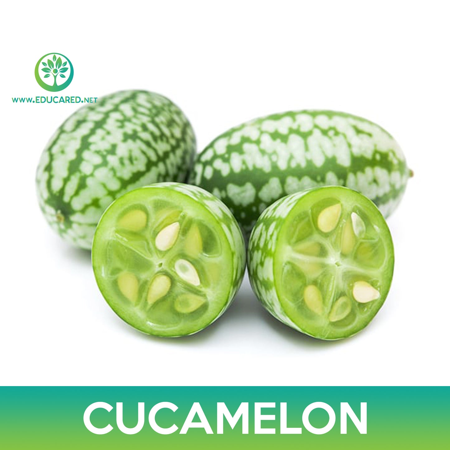 Cucamelon Seeds, Mouse Melon, Mexican Sour Gherkin