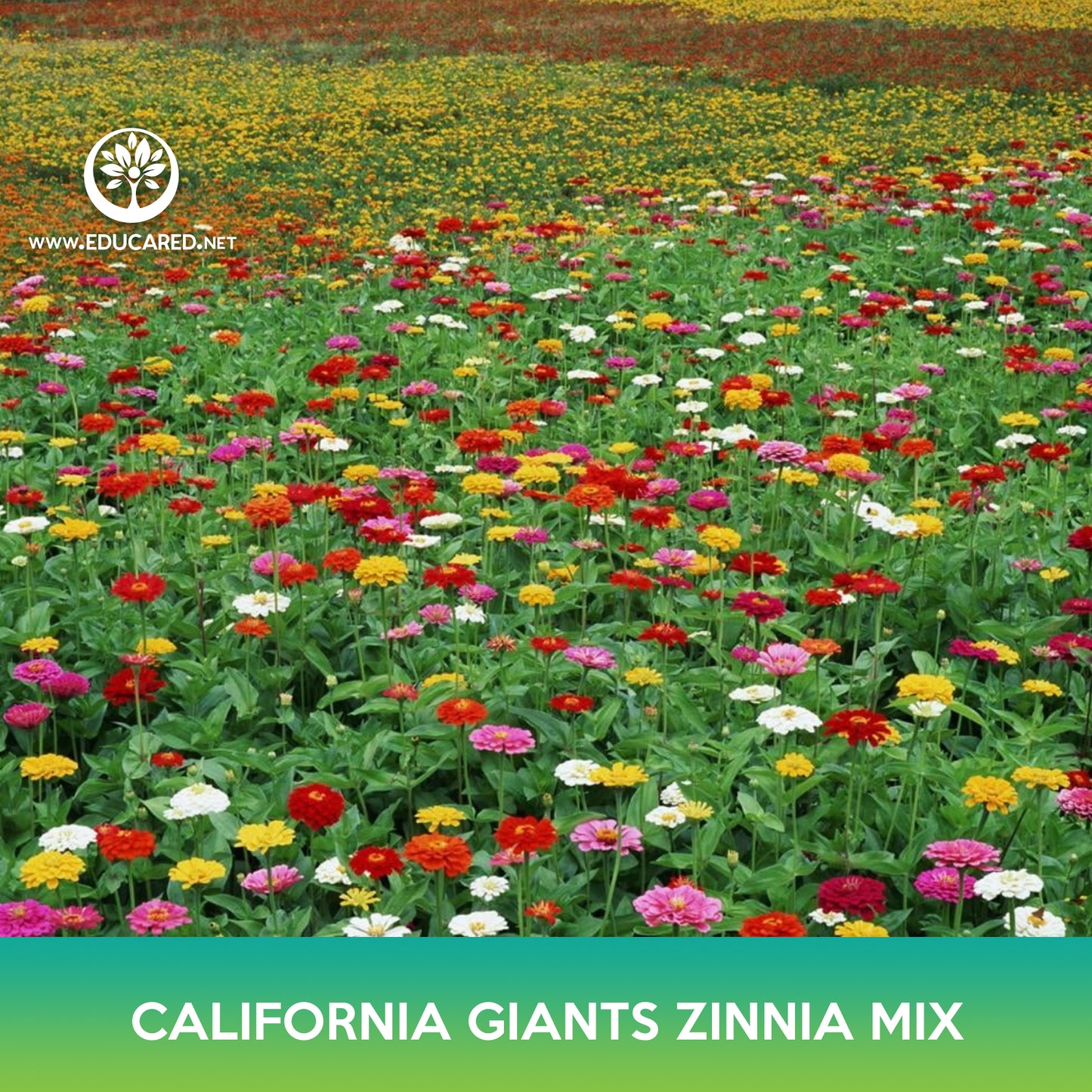 California Giants Zinnia Mix Seed, Zinnia elegans