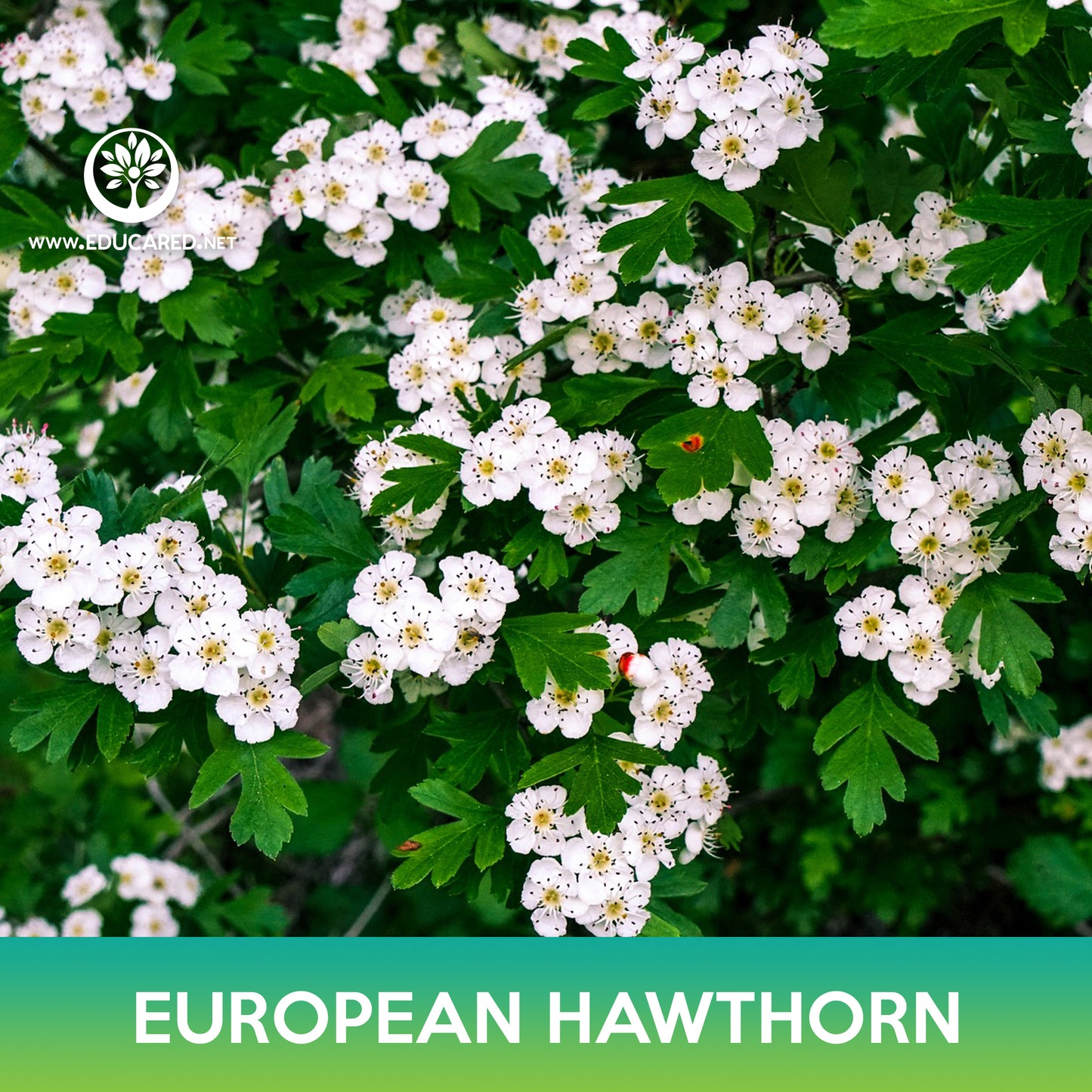 European Hawthorn Tree Seeds, Crataegus monogyna