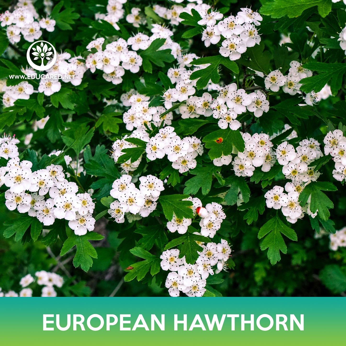 European Hawthorn Tree Seeds