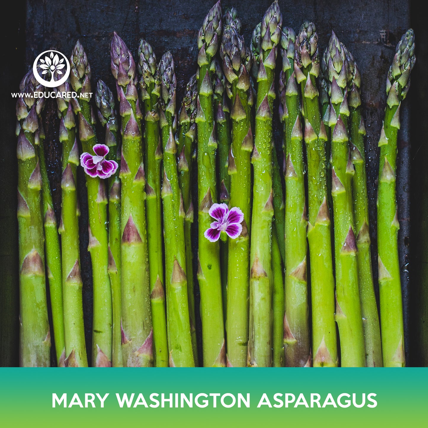 Mary Washington Asparagus Seeds