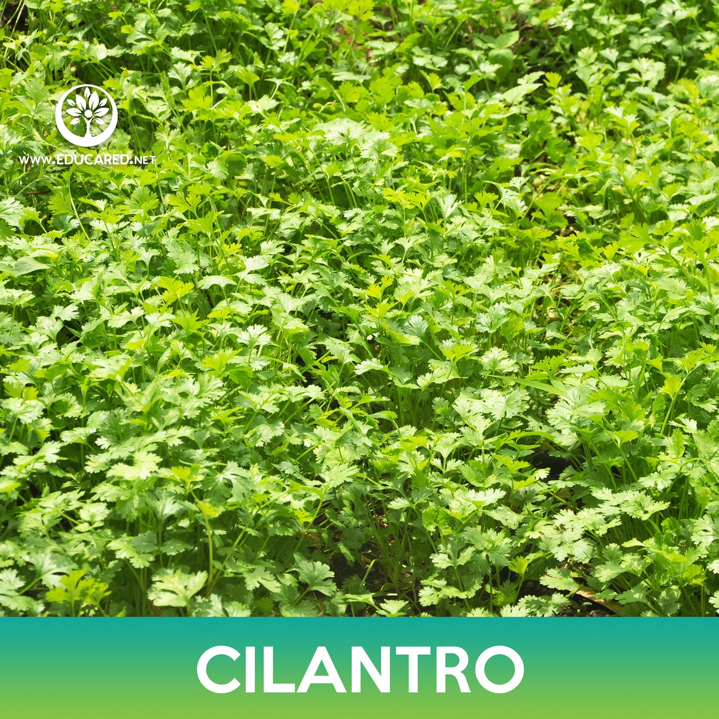 Cilantro Seeds, Coriander