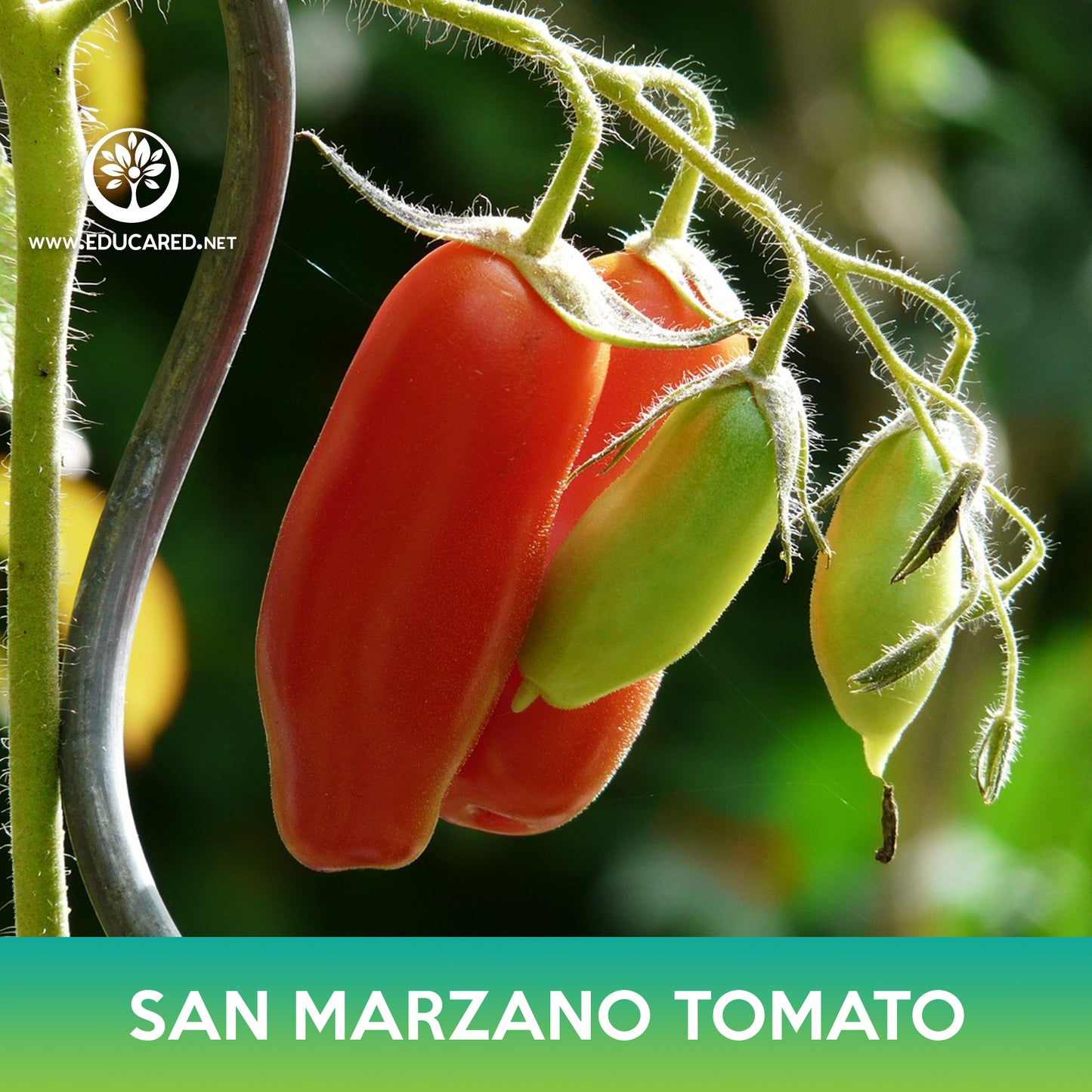 San Marzano Tomato Seeds