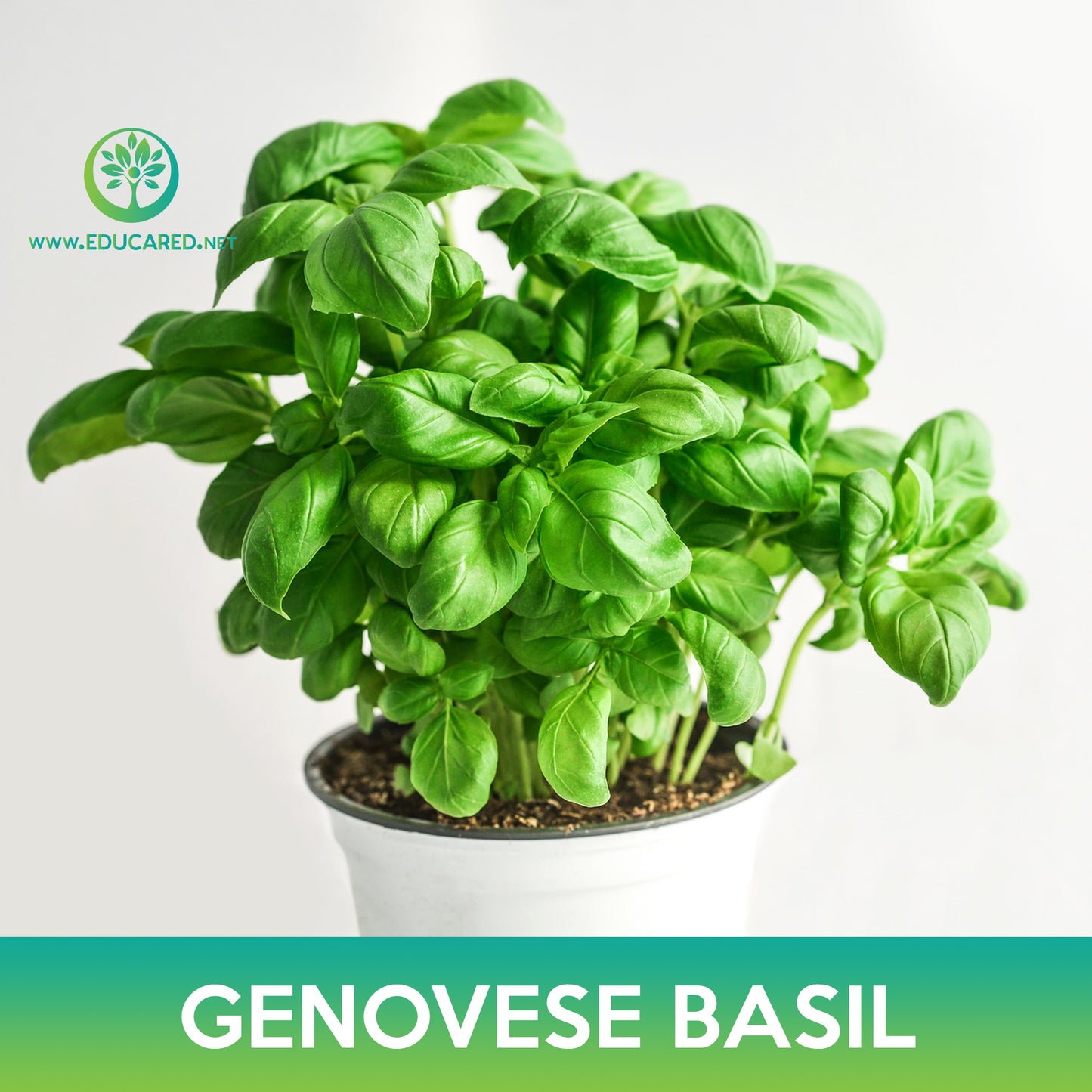 Genovese Basil Seeds