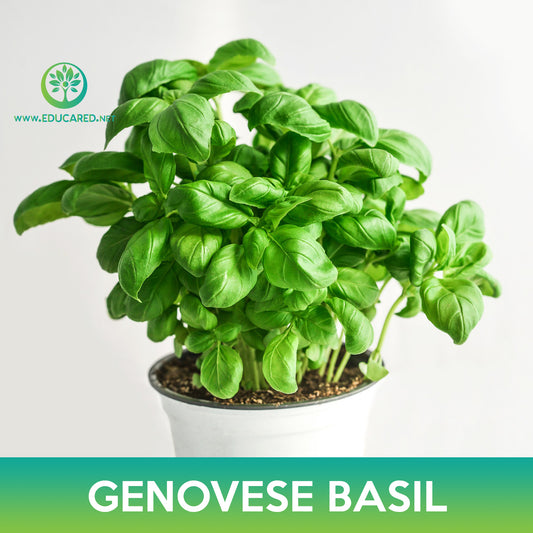 Genovese Basil Seed