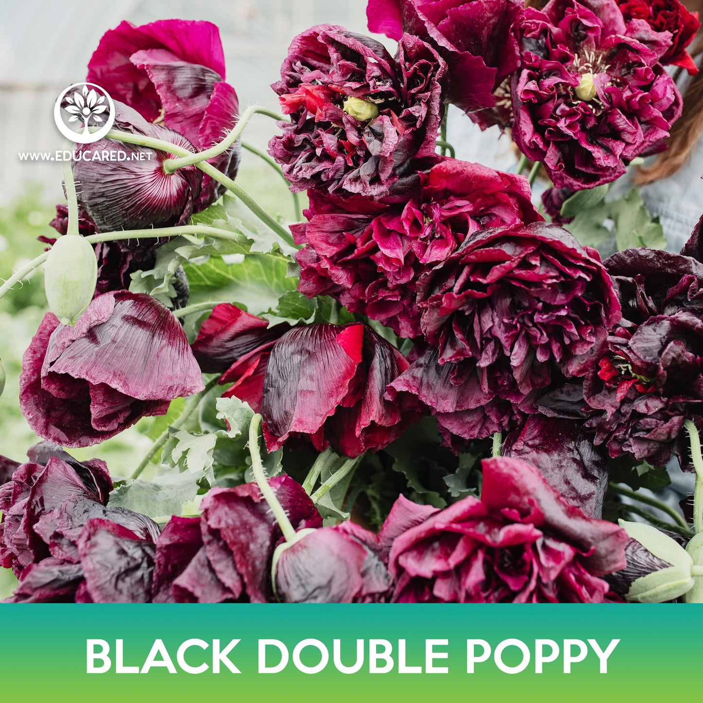 Black Double Poppy Seeds