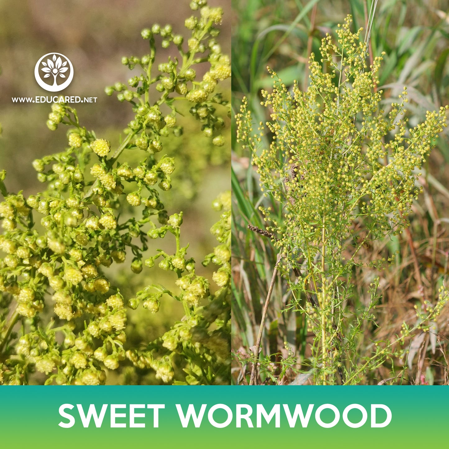 Sweet Annie Seeds, Sweet Wormwood