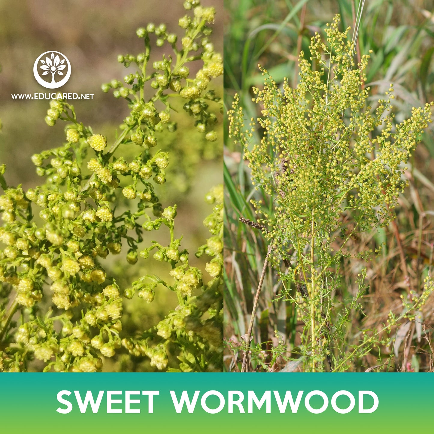 Sweet Annie Seed (Qing-hao, Sweet Wormwood, Artemisia Annua)