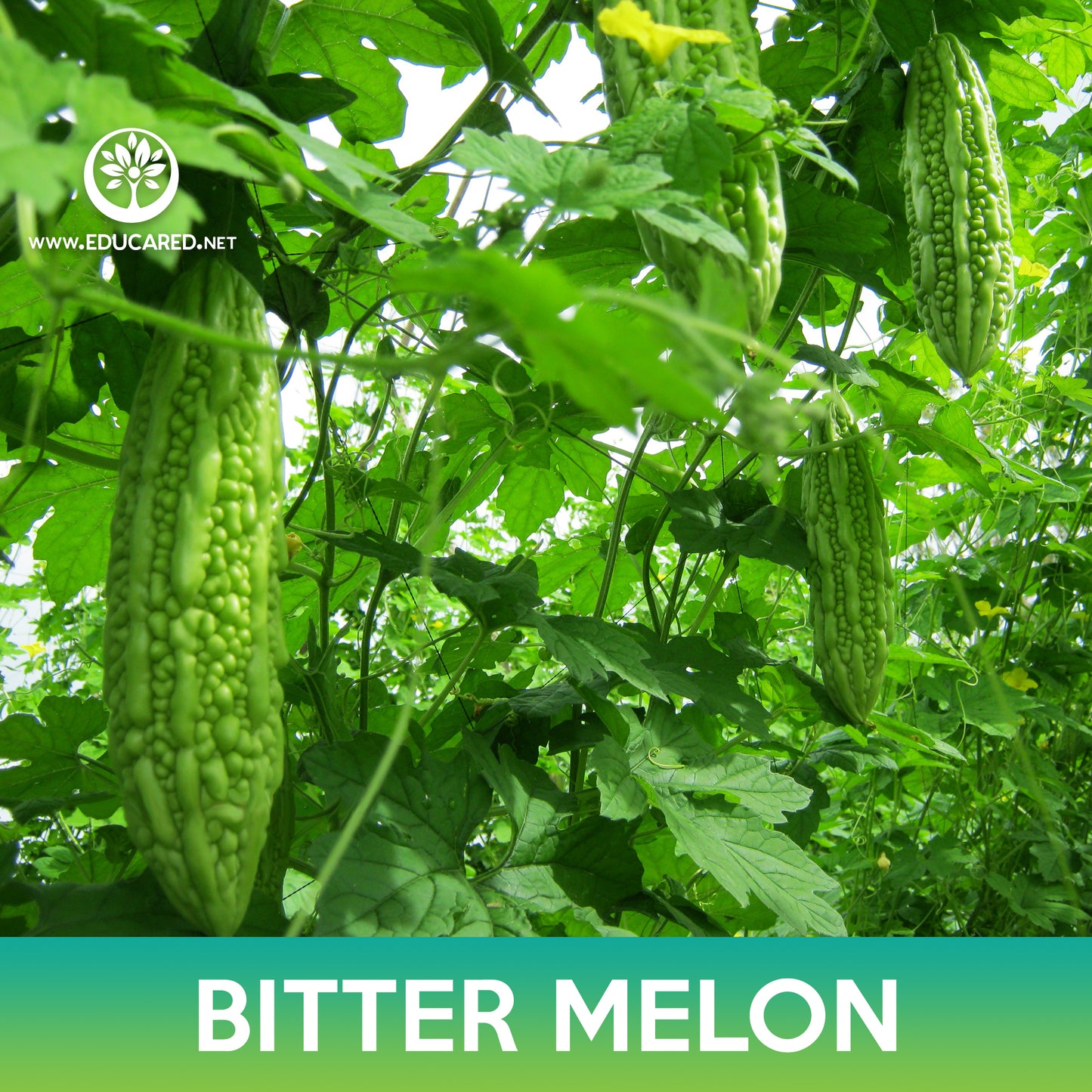 Bitter Melon Tai Guo Hybrid Seeds, Momordica charantia