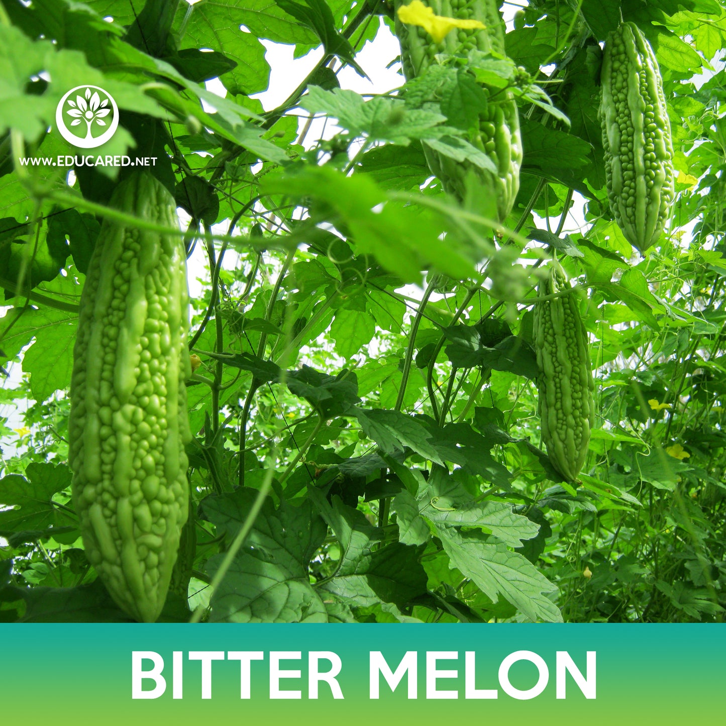 Bitter Melon Tai Guo Hybrid Seeds