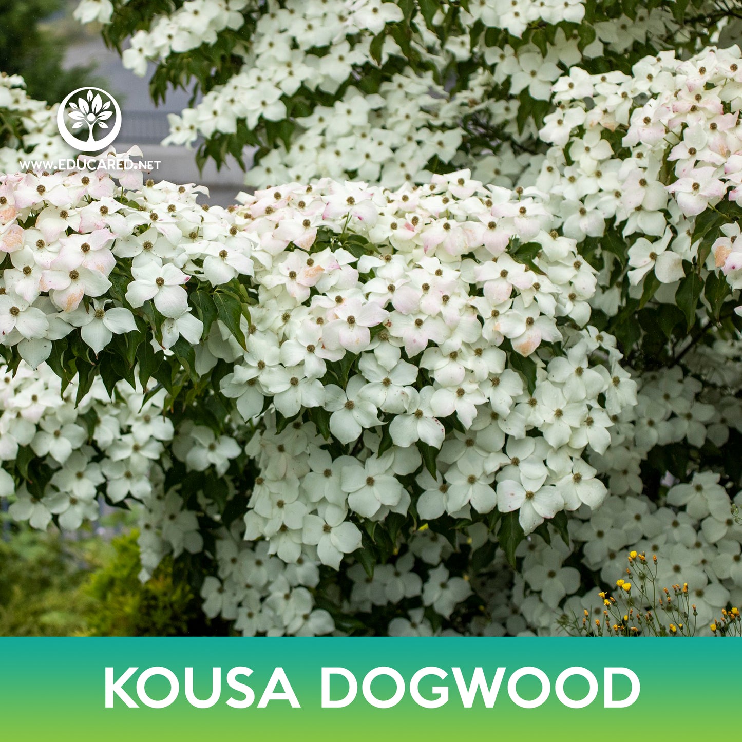 Kousa Dogwood Tree Seeds
